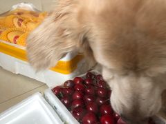 -果叔(红旗街店)