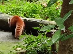 -都江堰中华大熊猫苑
