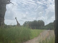 -奥兰多迪士尼动物王国乐园