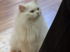 -MOCHA明星猫咖(田子坊店)
