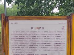 -御林古桑园