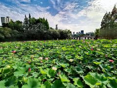-黄兴公园