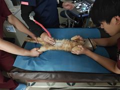 -美联众合动物医院·24h京西诊疗中心
