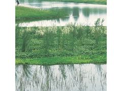 -洋湖国家湿地公园