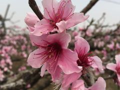 -南汇桃花村