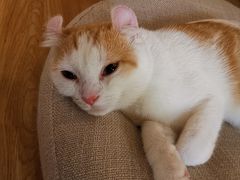 -猫和宫(六道口店)