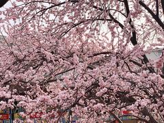 -桃花堤公园