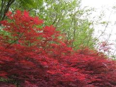 -合肥滨湖国家森林公园