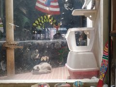 -猫咪博物馆(顶澳仔猫街店)