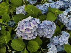 -荷兰花海