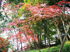 -百林公园-两江幸福广场