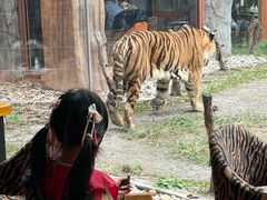 -上海野生动物园老虎餐厅