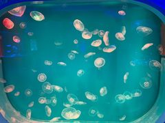 -芜湖新华联大白鲸海洋公园