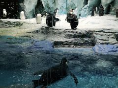 -帝企鹅自助餐厅•儿童岛•真企鹅(长隆企鹅酒店)