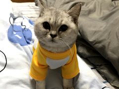 -圣宠宠物(平吉花卉市场店)