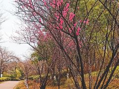 -八大山人梅湖景区