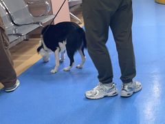 -天使宠物医院·犬猫分诊(彩虹店)