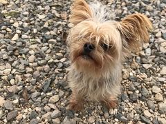 -安德鲁户外烧烤帐篷营地(马泉营店)