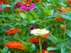 -大兴滨河森林公园