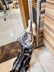 -长沙纹身·龙堂刺青·三土师傅的店