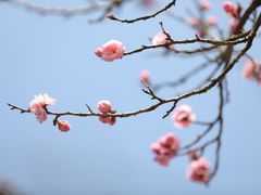 -无锡梅园公园