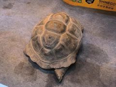 -上海跨国采购会展中心