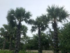 -三亚御海棠豪华精选度假酒店