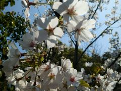 -桃花岛景观公园