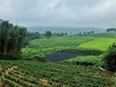 -帐篷客·溪龙茶谷度假酒店