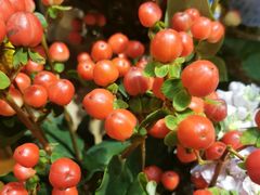 -爱尚幸福鲜花(上地实体店)