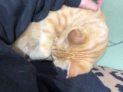 -藏猫猫咖啡主题馆(中央大道店)