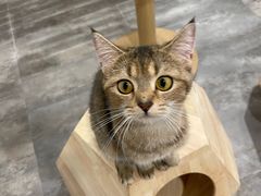 -楼上猫咖(罗湖店)