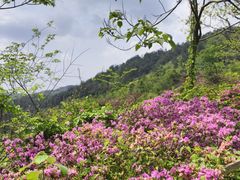 -木兰云雾山