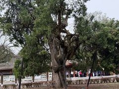 -黄帝陵
