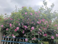 -金水泊山庄·花椒鸡(铁山坪店)