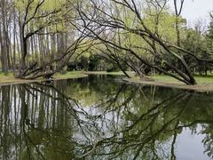 -上海共青森林公园