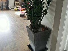 -东方名猫馆·英短金渐层布偶猫舍(环线广场1号楼店)