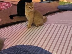 -大型宠物商超·宠海王国·宠物猫狗活体·用品·美容(新世界百货重庆店)