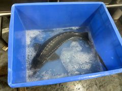 -荣德灶台鱼(圣泉寺店)