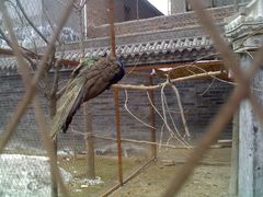 -罔极寺
