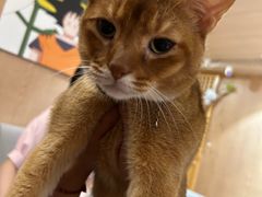 -MOCHA明星猫咖(田子坊店)