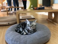-猫和宫(六道口店)