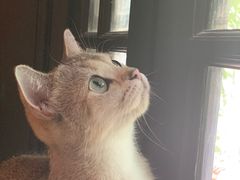-猫色咖啡·猫咖