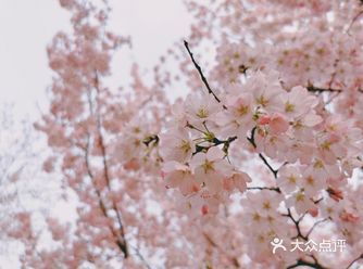 三月底四月初，樱花节一开，玉渊潭就成了京城最热闹的地