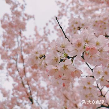 三月底四月初,樱花节一开,玉渊潭就成了京城最热闹的地