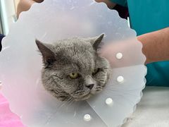-北京观赏动物医院·24小时大型综合·猫专科·异宠专科