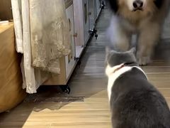 -李小姐の猫咖啡馆(五角场店)
