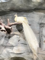 -Zoolung Zoolung动物主题公园(海信广场店)