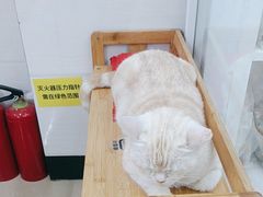 -瑞派动物医院·猫专科·至诚(江南中分院)