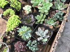 -秦美花卉(天朗·莱茵小城2期店)
